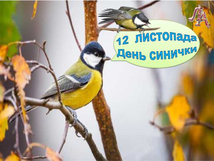 День синички